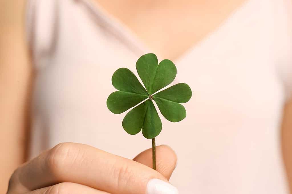 Woman holding green four leaf clover in hand, closeup
