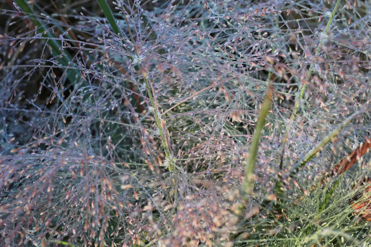 Purple love grass in sunny October