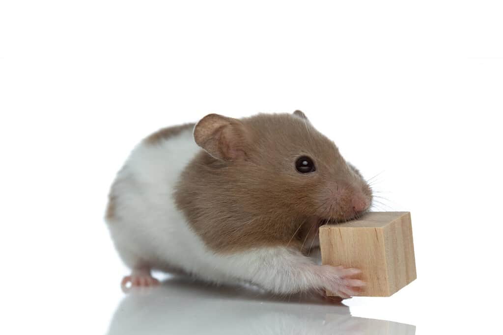 sweet syrian hamster chewing a wooden cube and feeling hungry on white studio background