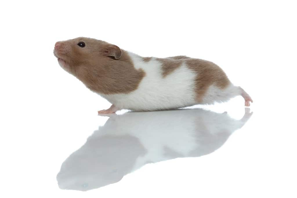 side view of an adorable syrian hamster stretching and standing against white studio background