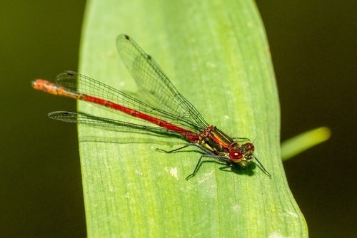 A male large red damselfly (Pyrrhosoma nymphula) seen at rest in May 