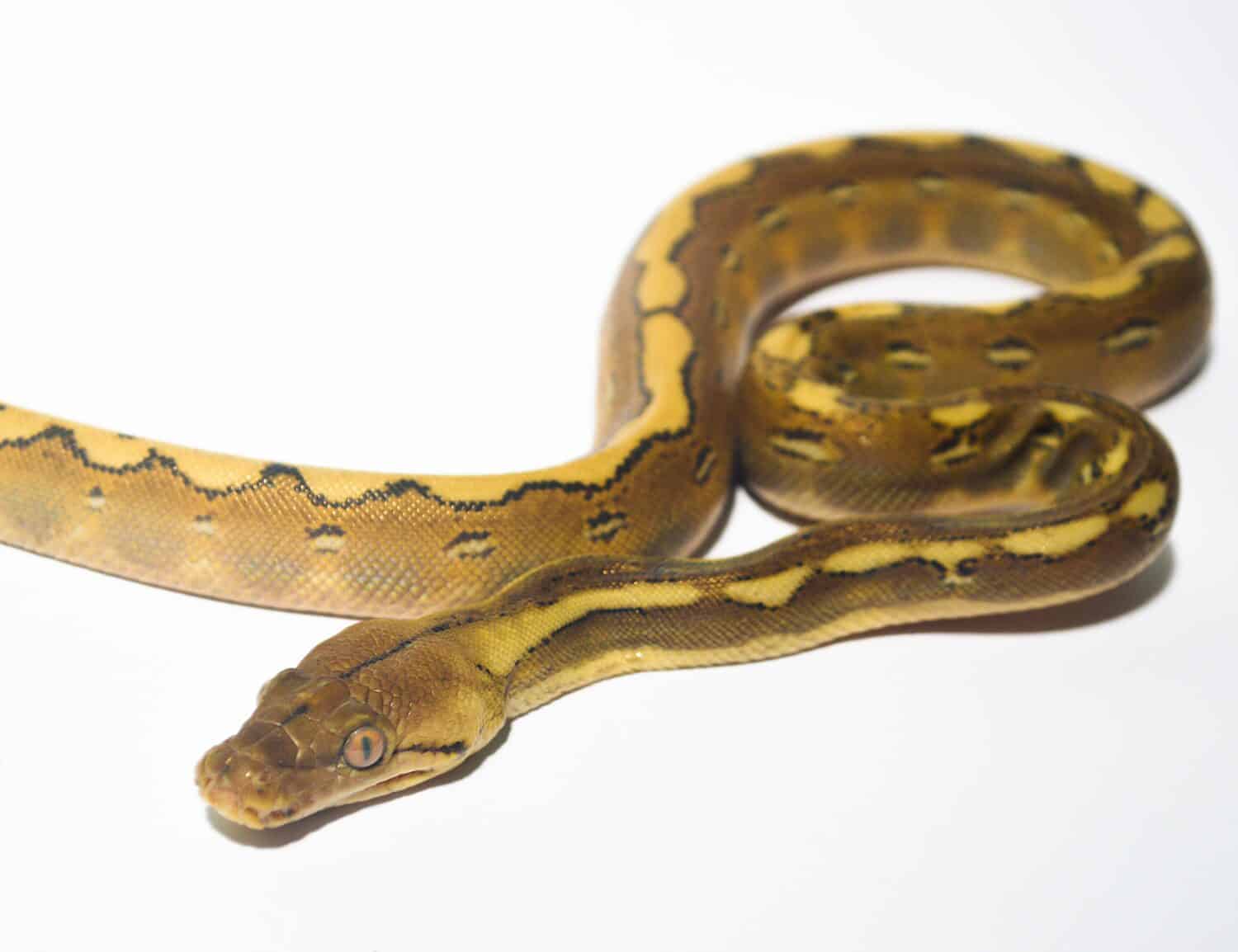 Reticulated Phantom Platinum Python on white background