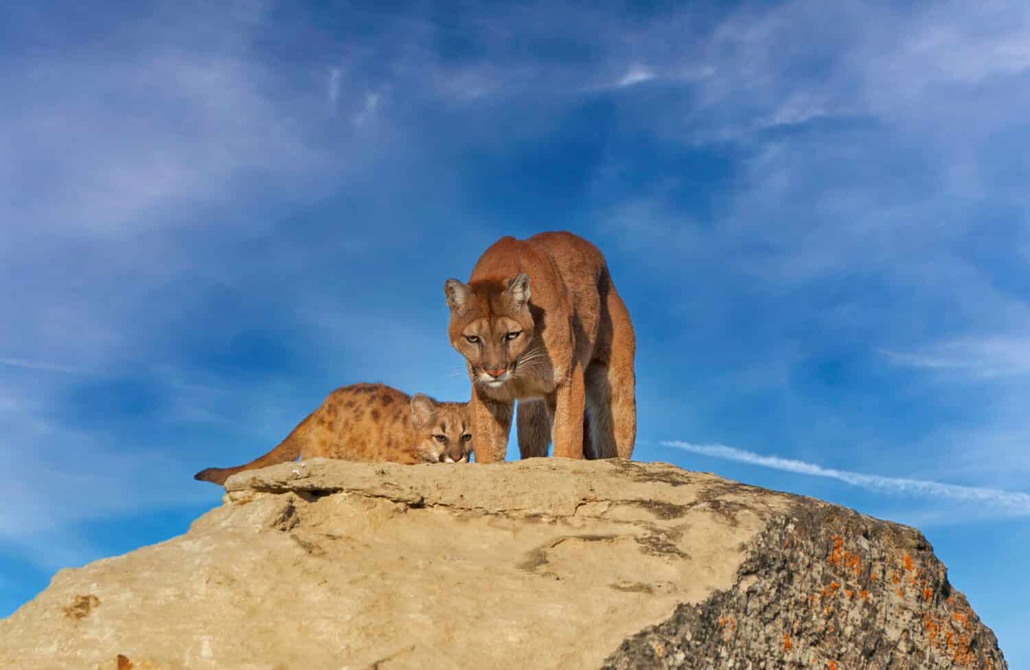 Mountain lion standing on large rock with her kit