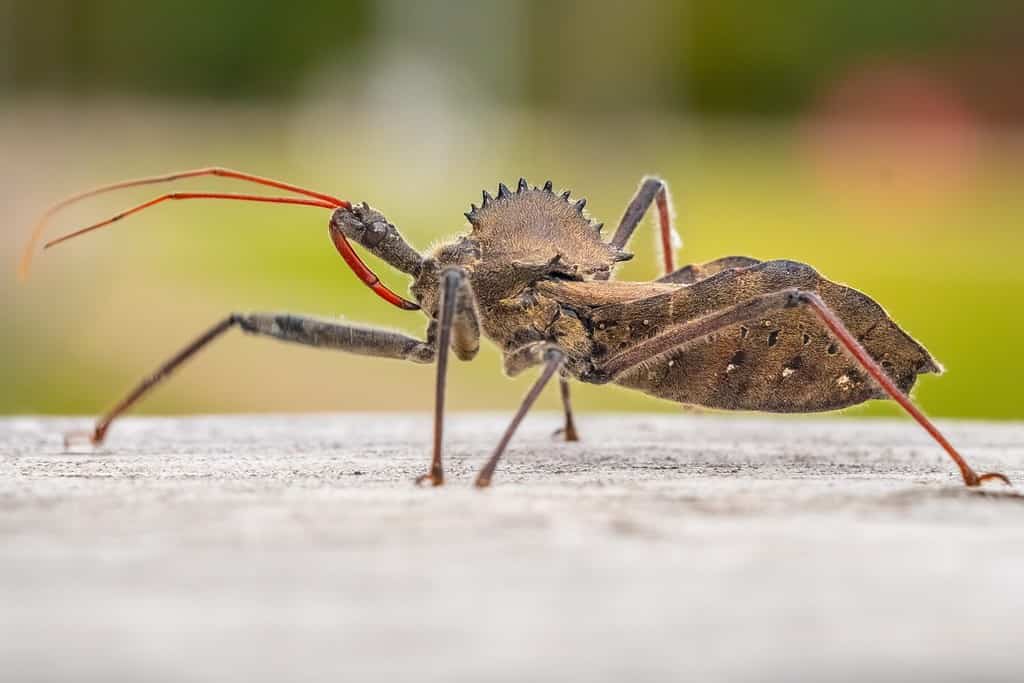 A closeup profile view of a Wheel Bug (Arilus cristatus), a species of assassin bugs. Raleigh, North Carolina.