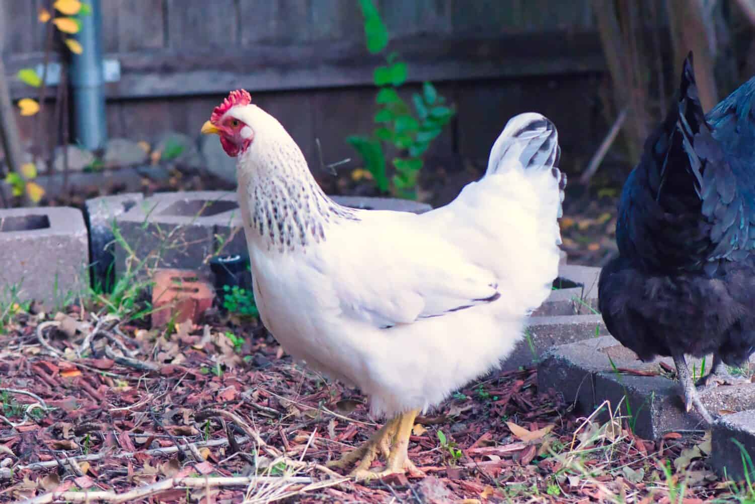 Free Range Delaware White Chicken Foraging in Autumn Leaves.