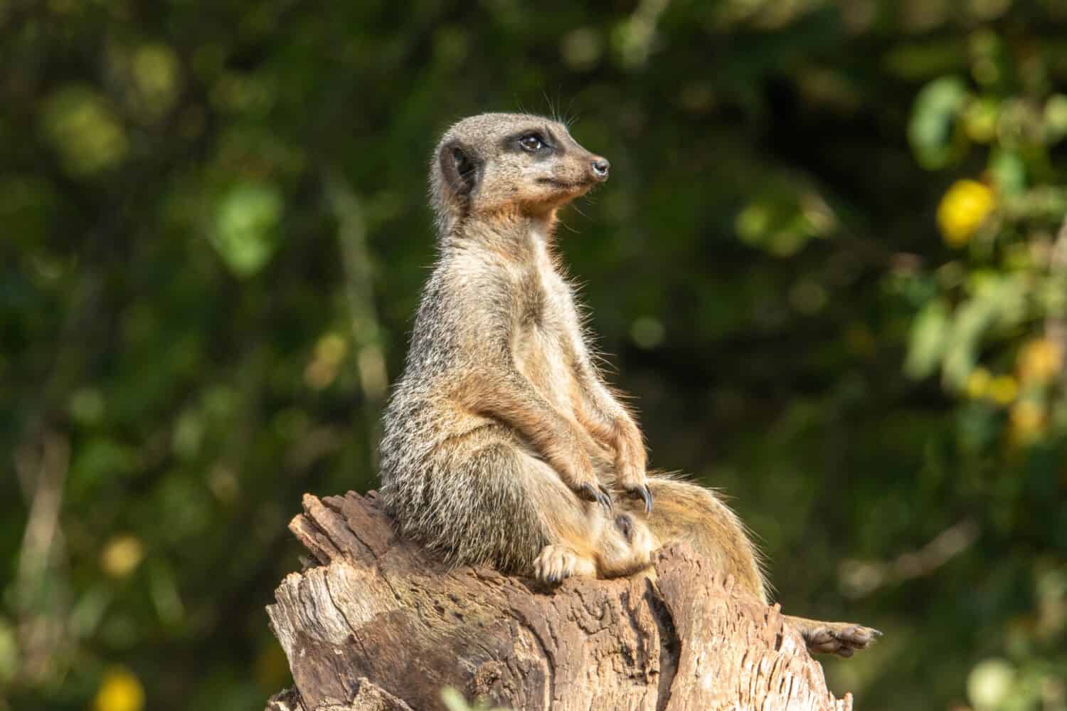 a Slender tailed meerkat (Suricata suricatta)  watching and isolated on a natural green background