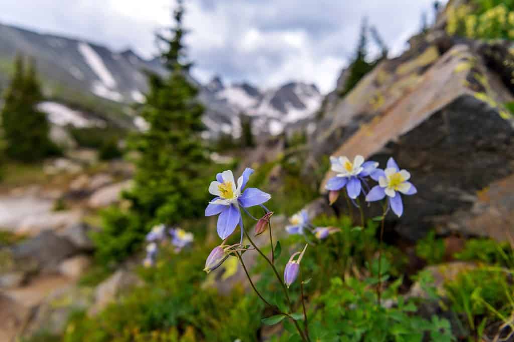 Colorado Blue Columbine - A bunch of wild Colorado Blue Columbine blooming at side of Isabelle Glacier Trail in Indian Peaks Wilderness, Colorado, USA.