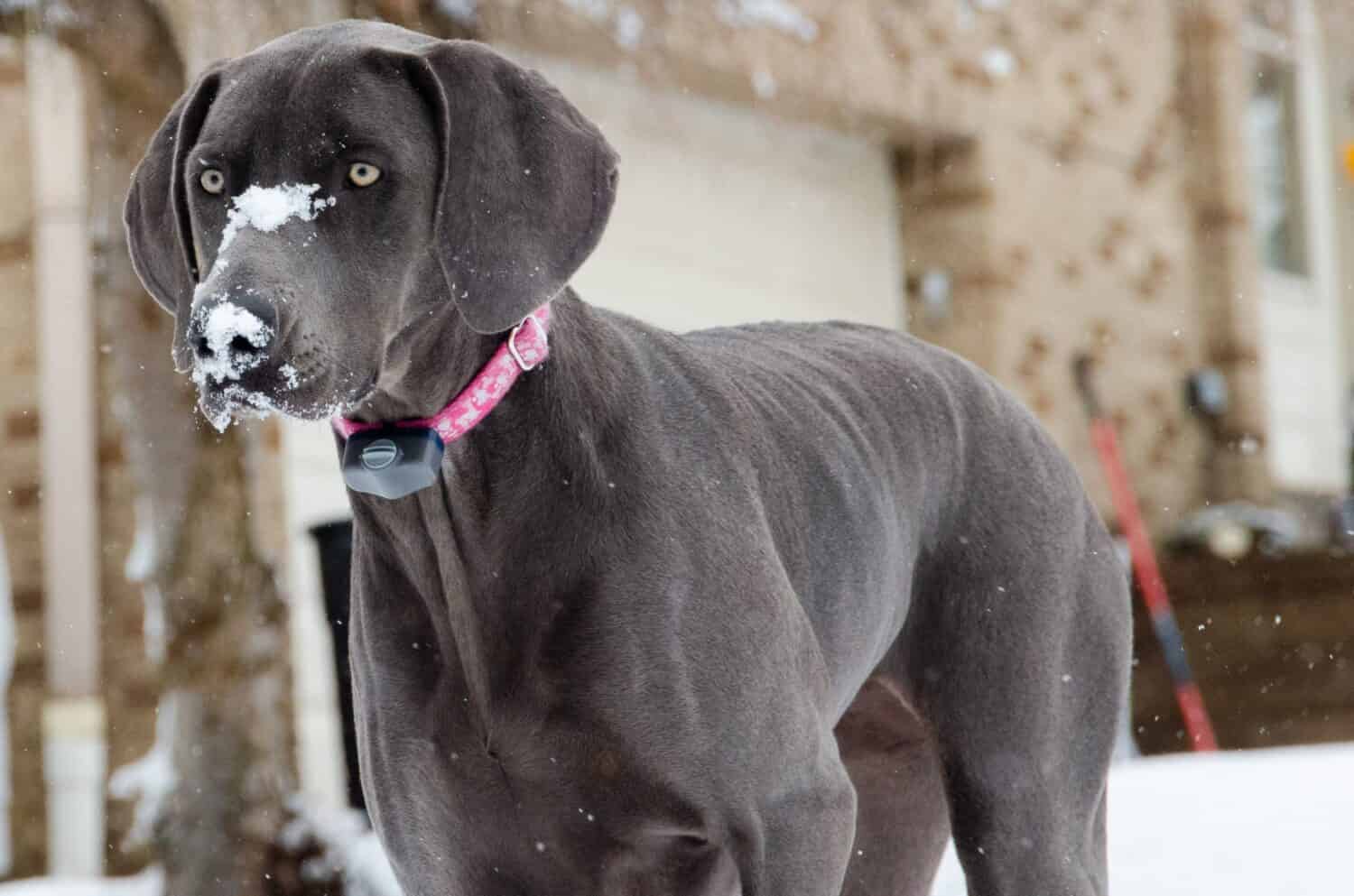 blue weimaraner playing in the snow