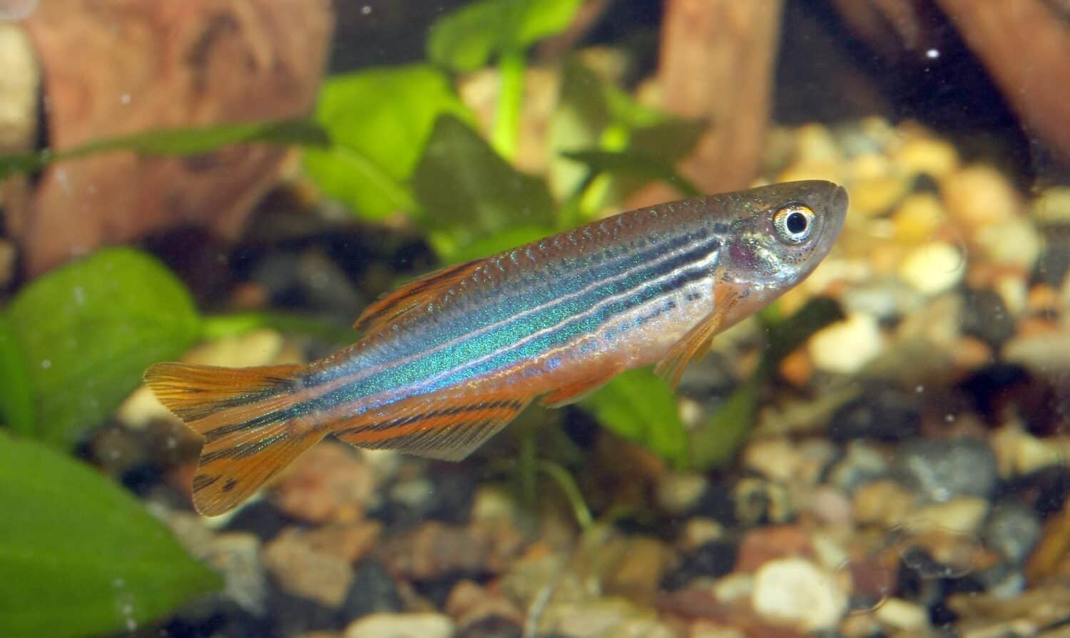 Brachydanio kyathit - male - aquarium fish