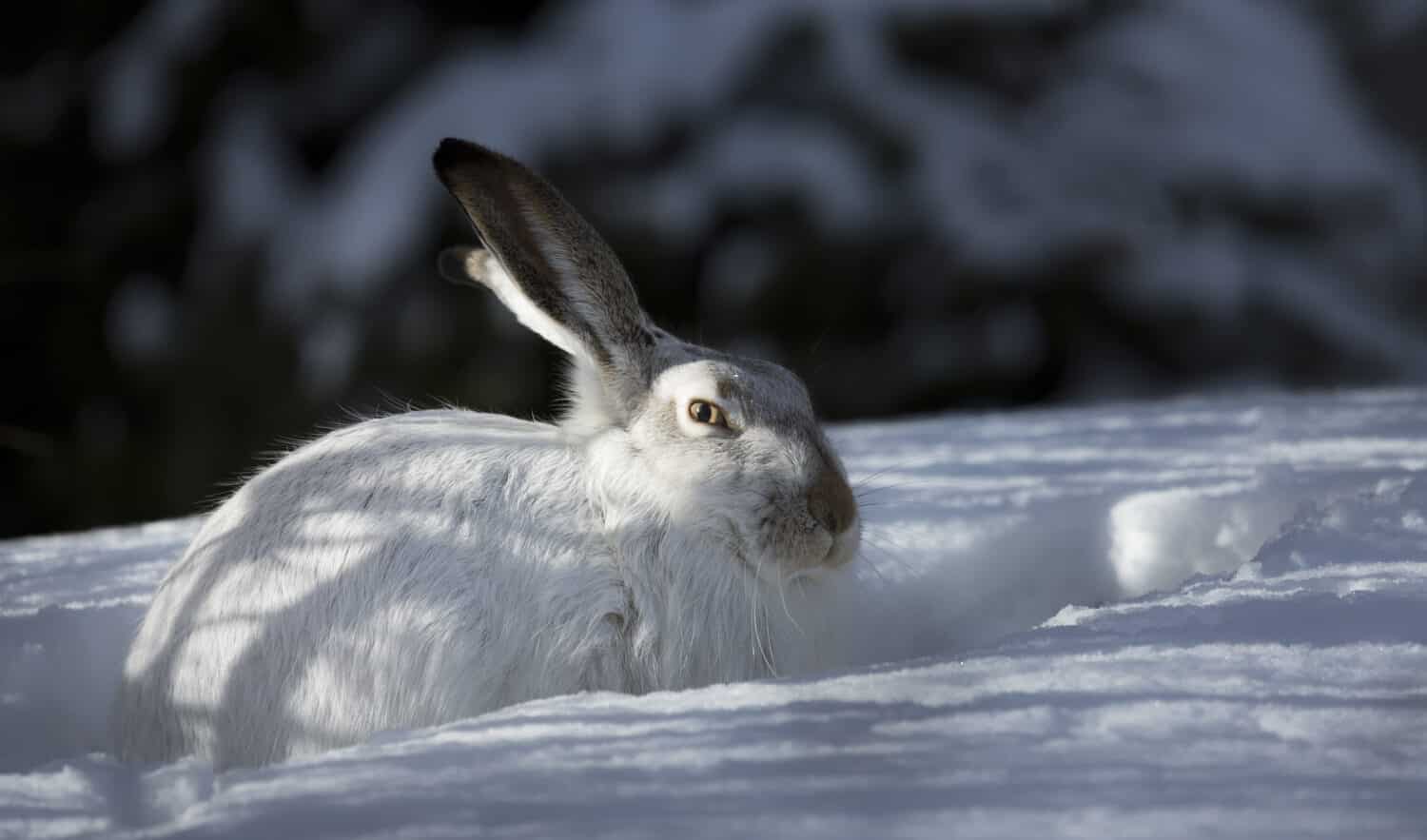Hare in the Shadows