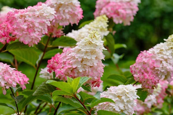 15 Shrubs That Thrive in Zone 4 Shade Gardens - A-Z Animals