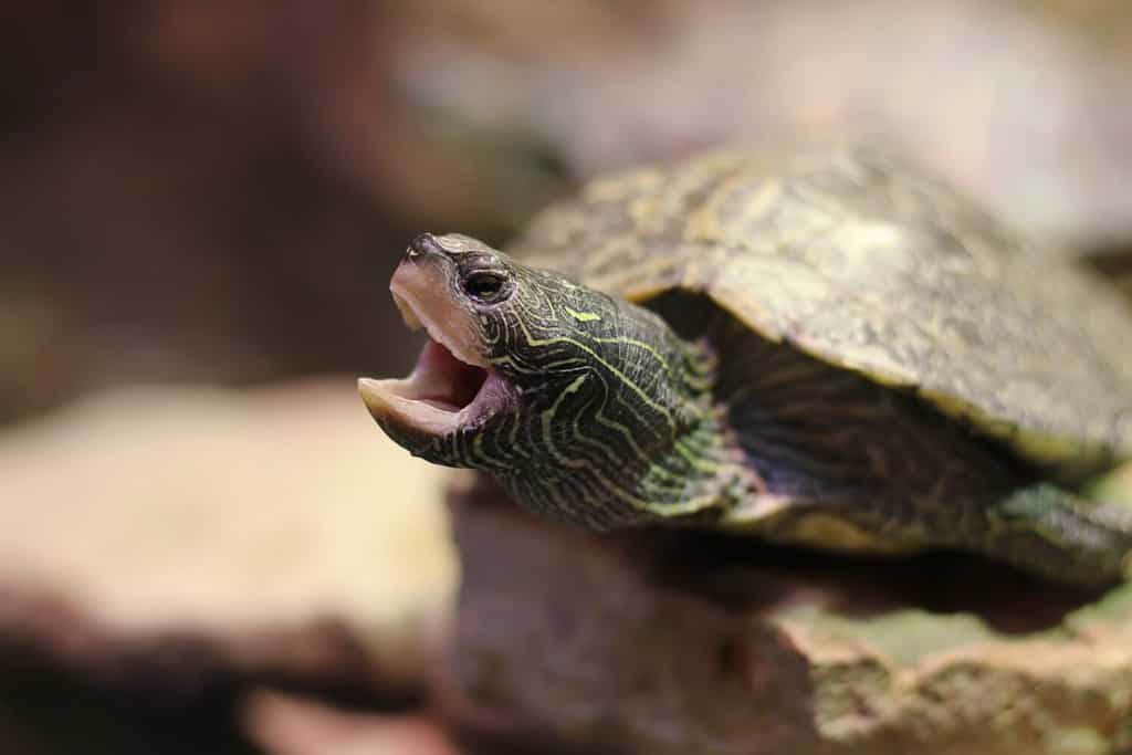 Cute and frisky painted turtle frolicking in the wild animal water tank with an open mouth.