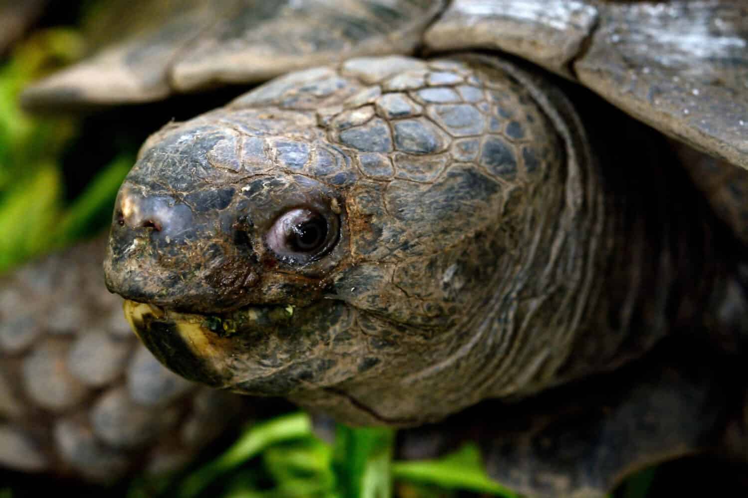 old Turtle eating food