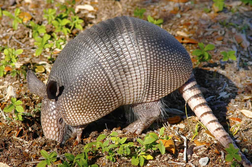 Young Armadillo Digging for Insects