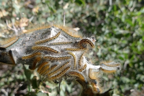 A close-up shot of a bunch of Western tent caterpillar's during the day