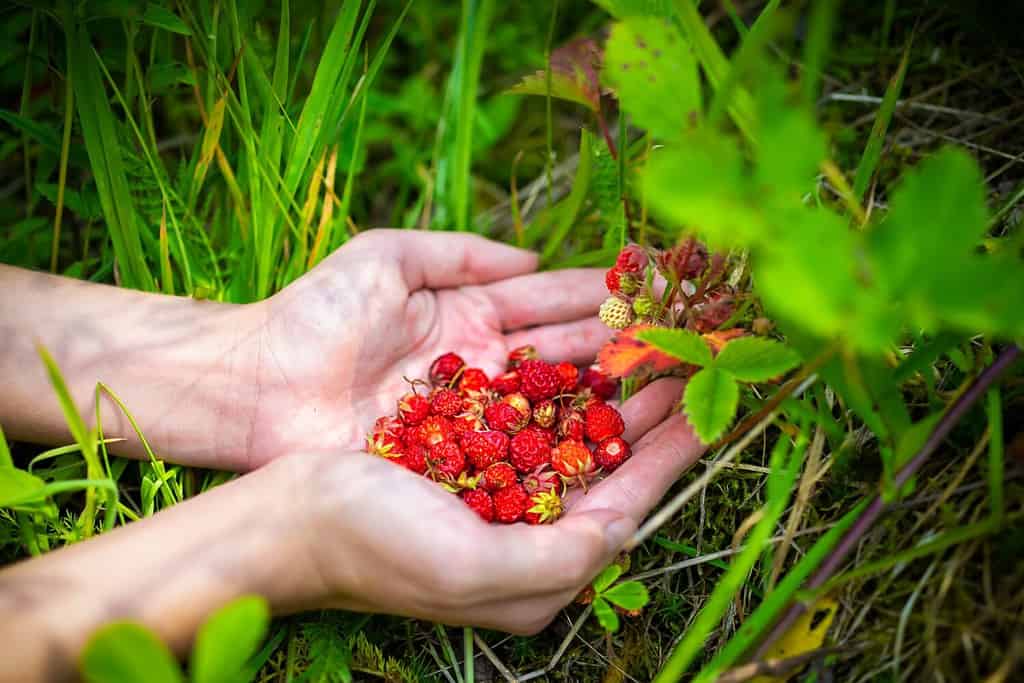 Hands closeup picking foraging many red wild alpine strawberries berries in North Carolina blue ridge mountains growing as wild edible on ground
