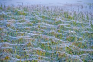 Spider Season in Australia: Discover Why Spiders Rain Down From the Skies Picture