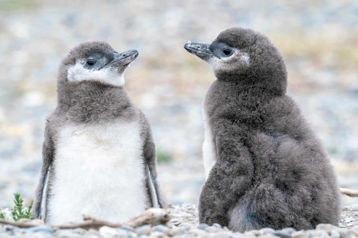 Two young Magellanic Penguins at Cabo Virgenes in Argentina