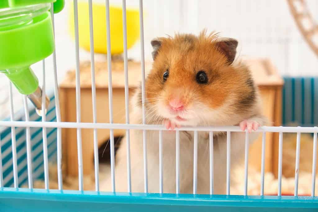 cute fluffy tricolor long haired syrian hamster peeking out of the cage slective focus