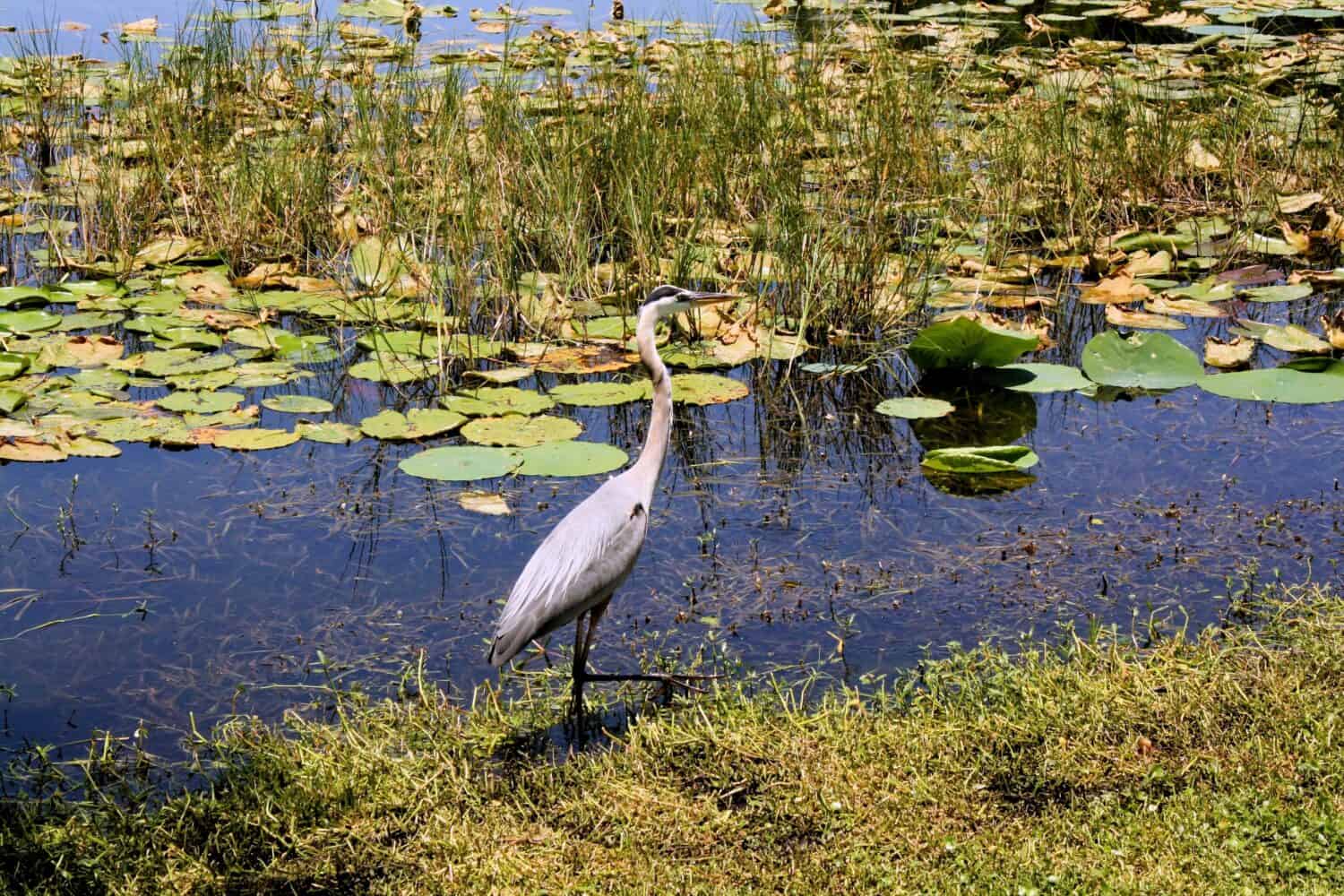 a bird around Lake Griffin Leesburg Florida