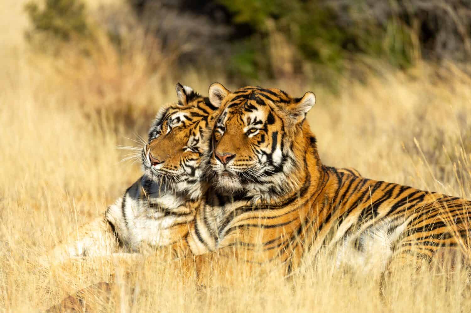 tigress caresses the tiger male