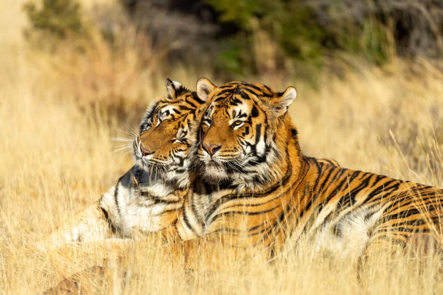 10 Incredible Tiger Facts - A-Z Animals