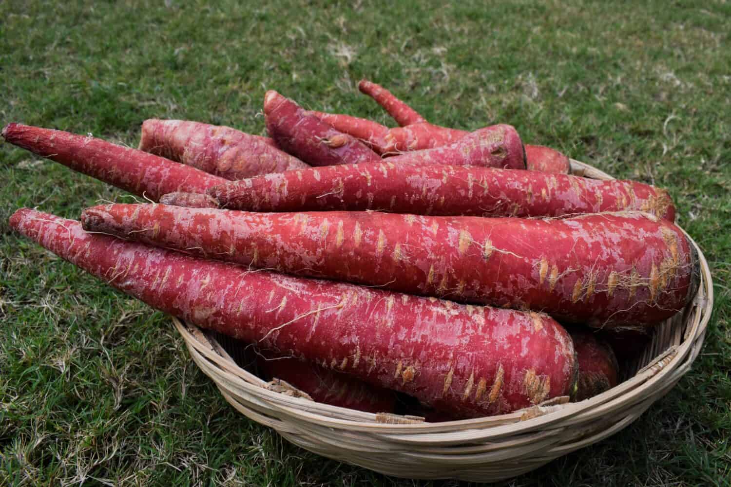 Freshly plucked Red carrots vegetable bunch in bamboo basket. Carrots in vegetable market. Vegetables in basket