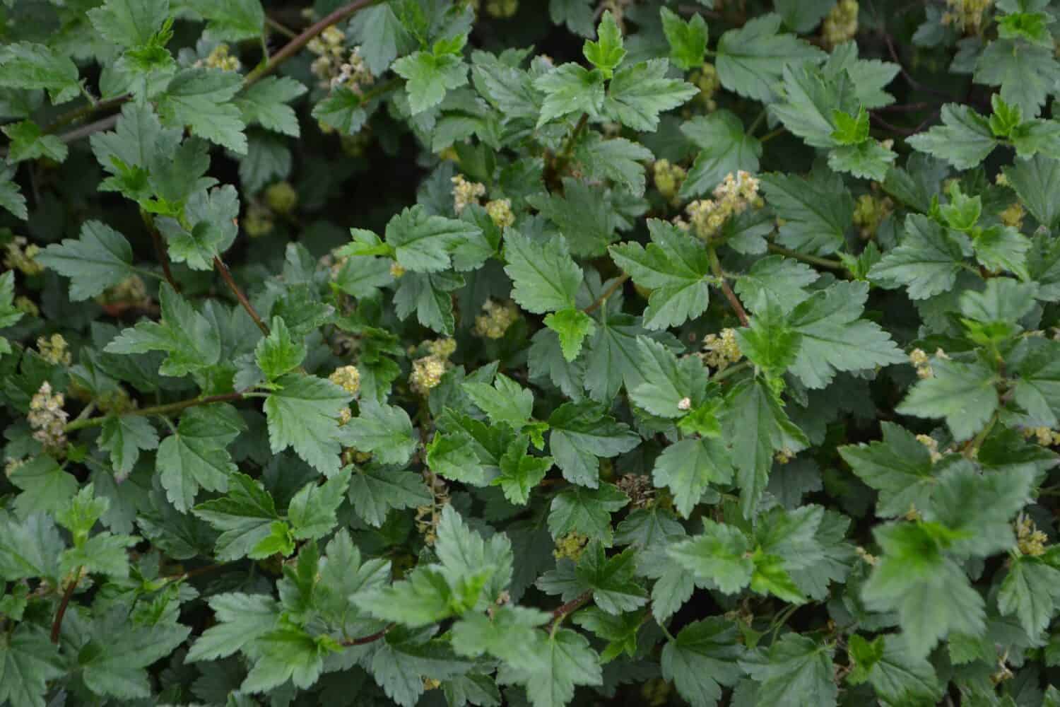 Mountain currant 'Pumilum', small and compact shrub with green leaves (Ribes alpinum)