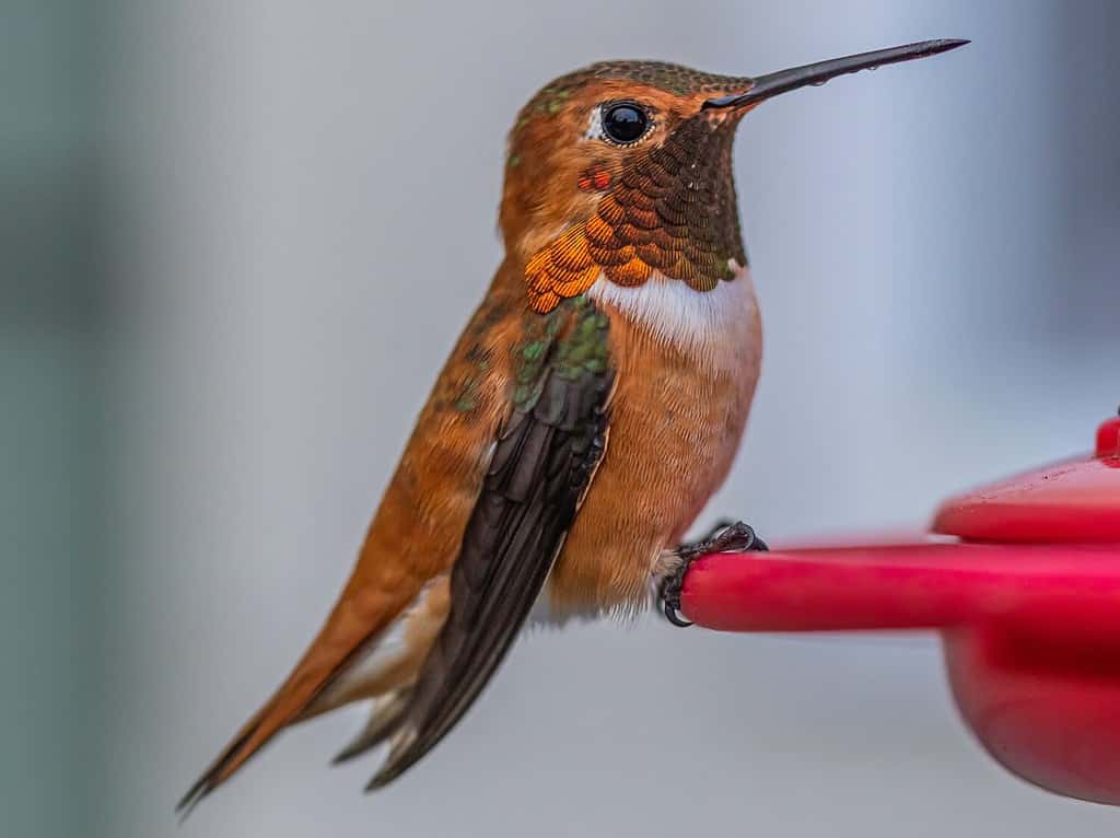 Close up macro photos of a Rufous Hummingbird