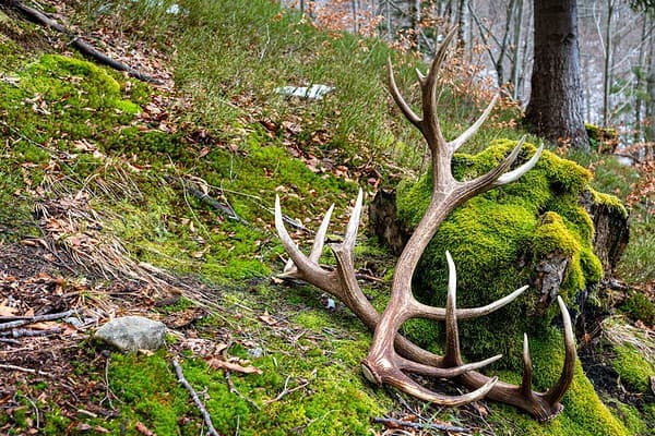 Deer Antler Scoring: How it Works - A-Z Animals