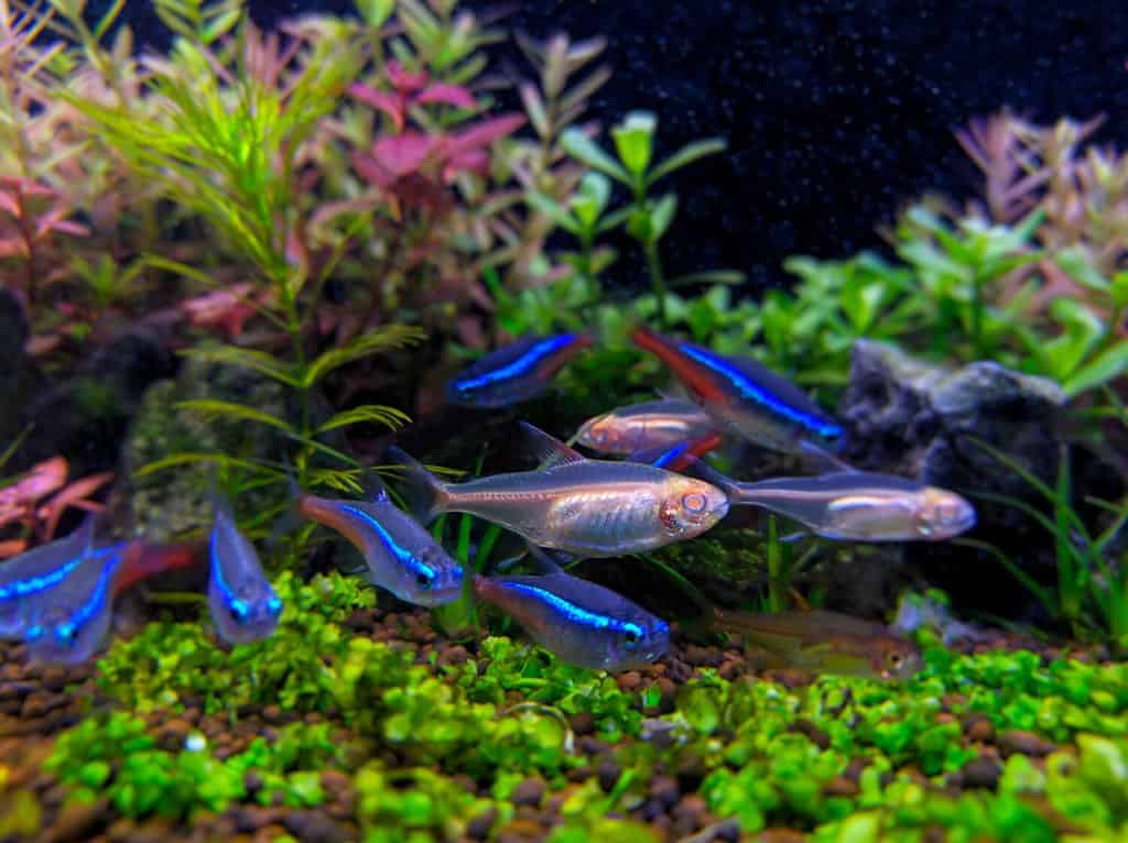 neon tetra (Paracheirodon axelrodi) the most popular ornamental fish for aquatic plant tanks. close up photo