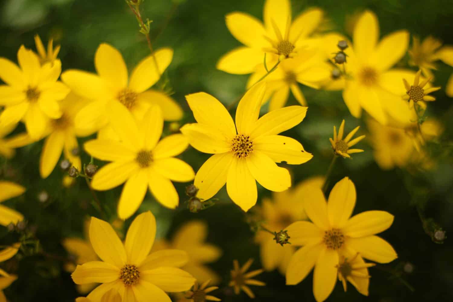 Yellow Flowers for Background - Threadleaf CoreopsisTickseed