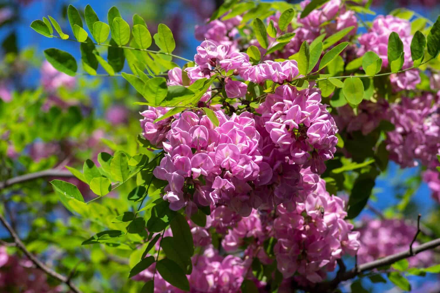 Robinia pseudoacacia ornamental tree in bloom, purple robe cultivation flowering bunch of flowers, green leaves in sunlight, blue sky
