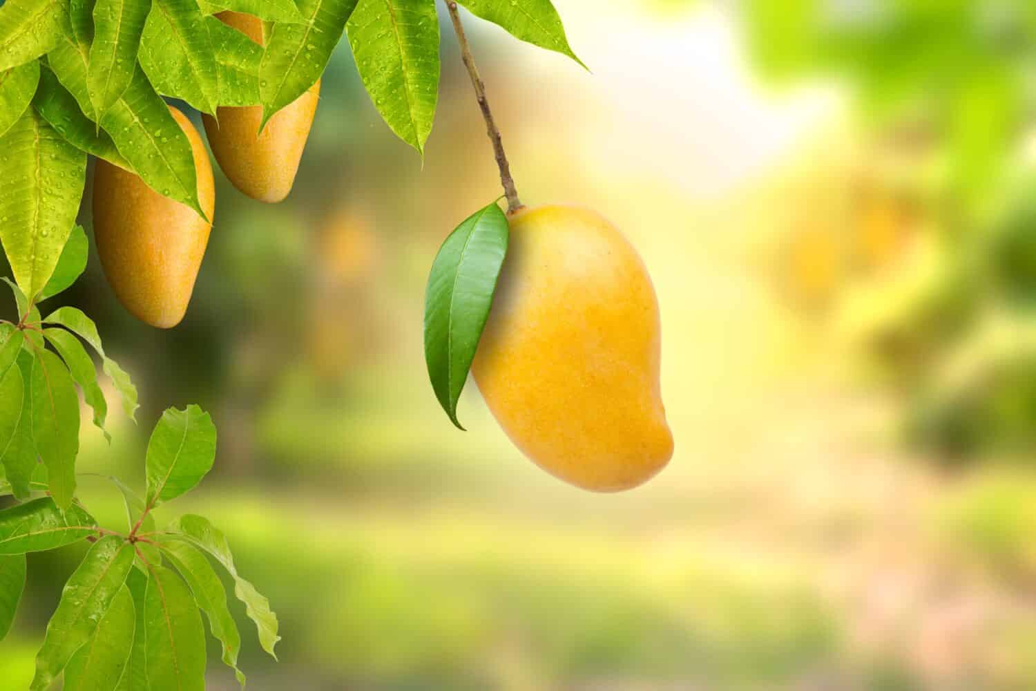 Tropical ripe yellow mango fruit hanging on tree branch with beautiful farm and sunlight on background. Mango product and Dessert concept.