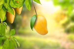 Truth or Fiction: Are There Seedless Mangoes and Where Would They Come From? Picture