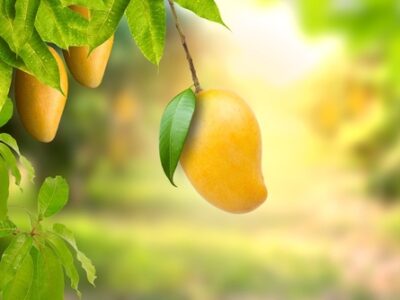 A Truth or Fiction: Are There Seedless Mangoes and Where Would They Come From?