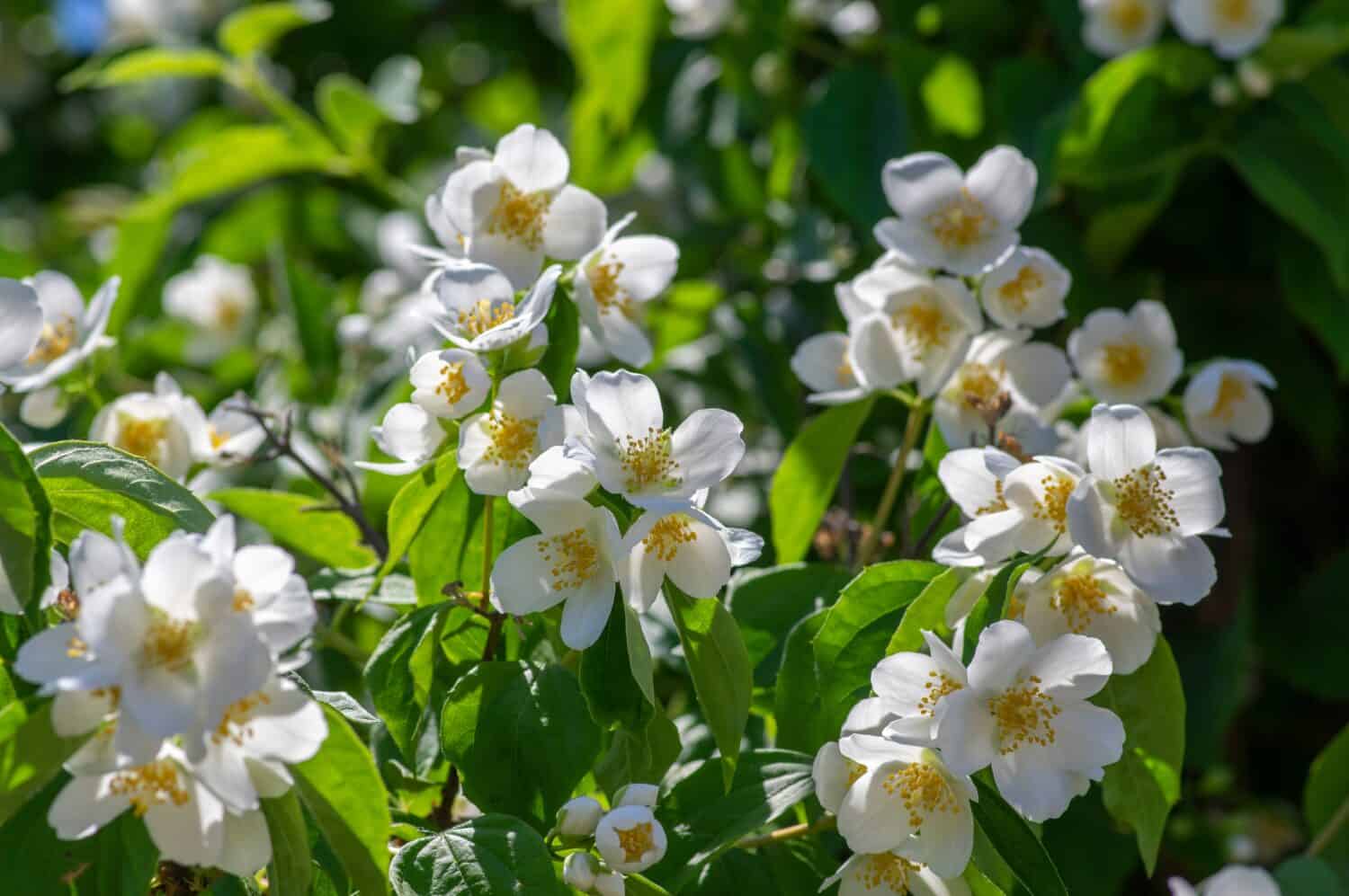 Philadelphus coronarius sweet mock-orange white flowers in bloom on shrub branches, flowering English dogwood wild ornamental plant, green leaves