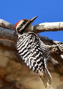 8 Woodpeckers in South Carolina (Pictures, ID Guide, and Common Locations) Picture