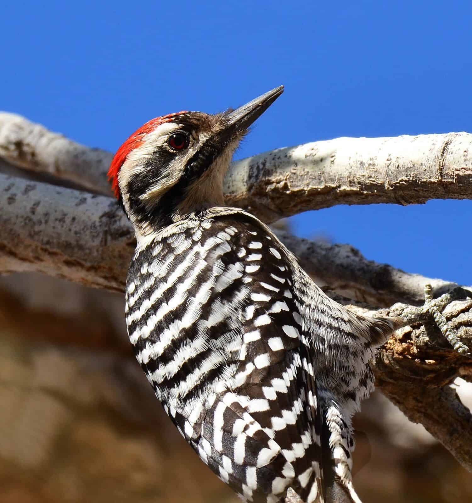 close up of a male ladder-backed woodpecker in a tree on a sunny winter day in a park in  a park in hillsboro, southern new mexico