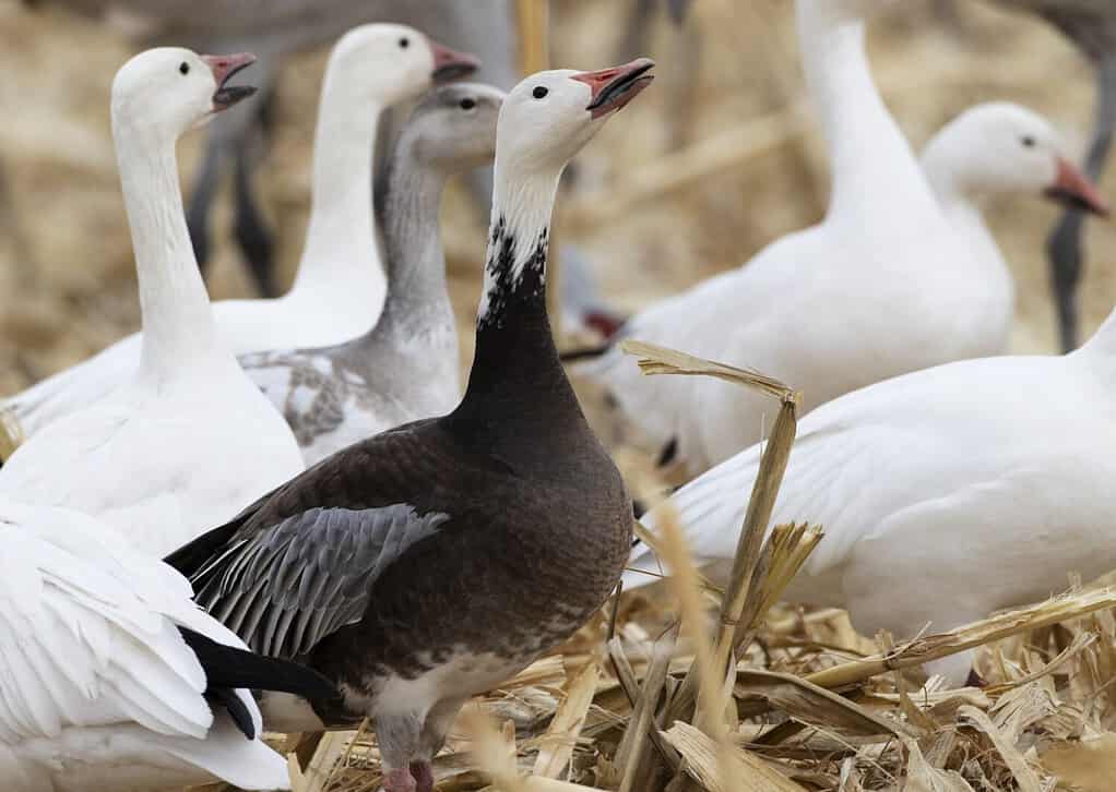 Adult blue morph snow goose in New Mexico corn field with white morph snow geese lifts head and calls