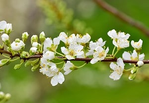12 Amazing White Flowering Trees Picture
