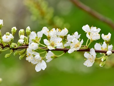 A 12 Amazing White Flowering Trees