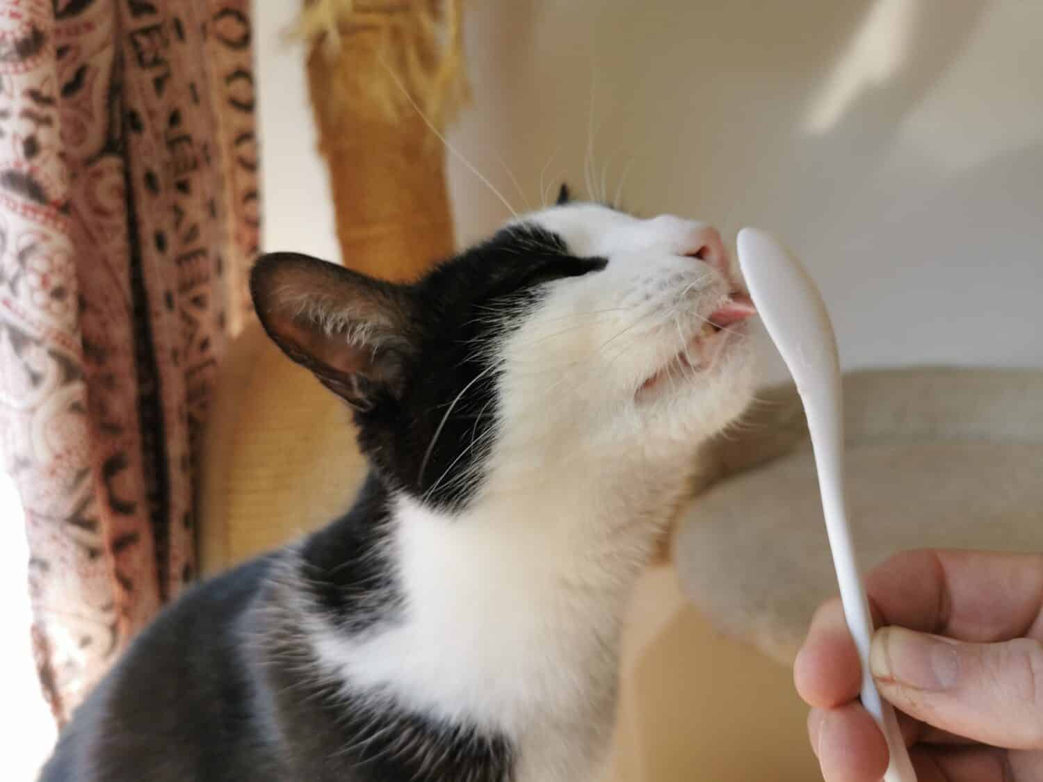 A black and white domestic cat licks a spoon with cottage cheese.