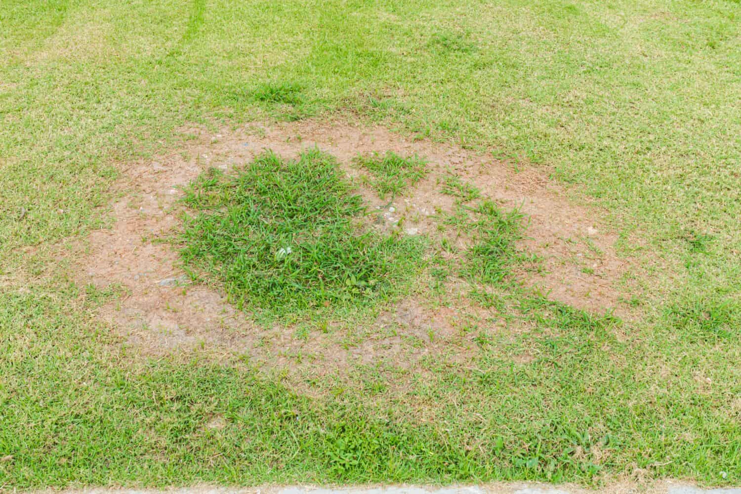 A patch is caused by the destruction of fungus Rhizoctonia Solani grass leaf change from green to dead brown in a circle lawn texture background dead dry grass. Dead grass of the nature background.