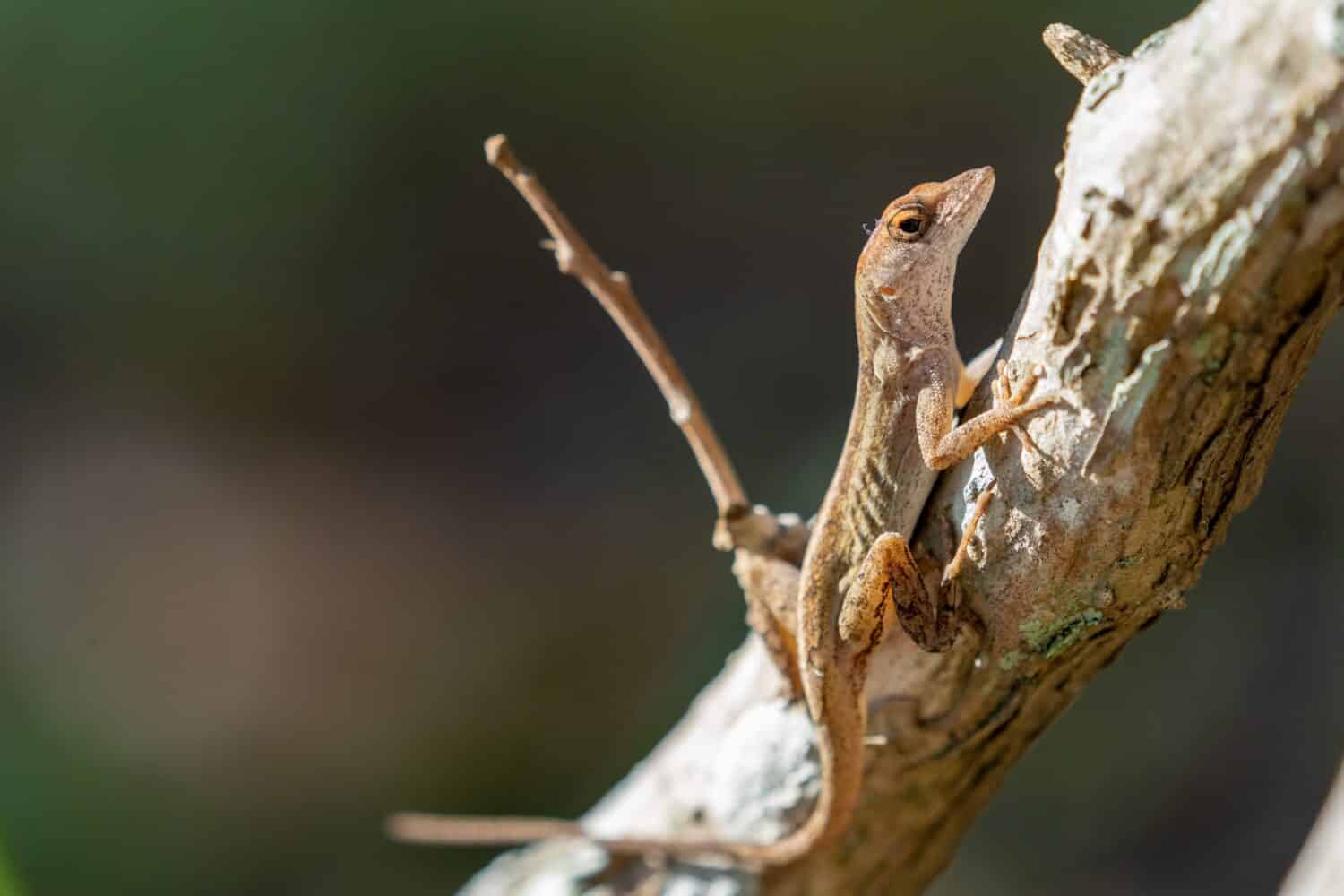 a Bark Anole lizard basking in the sun