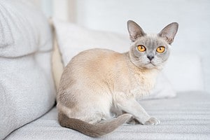 Burmese Cat Lifespan: How Long do They Live? Picture