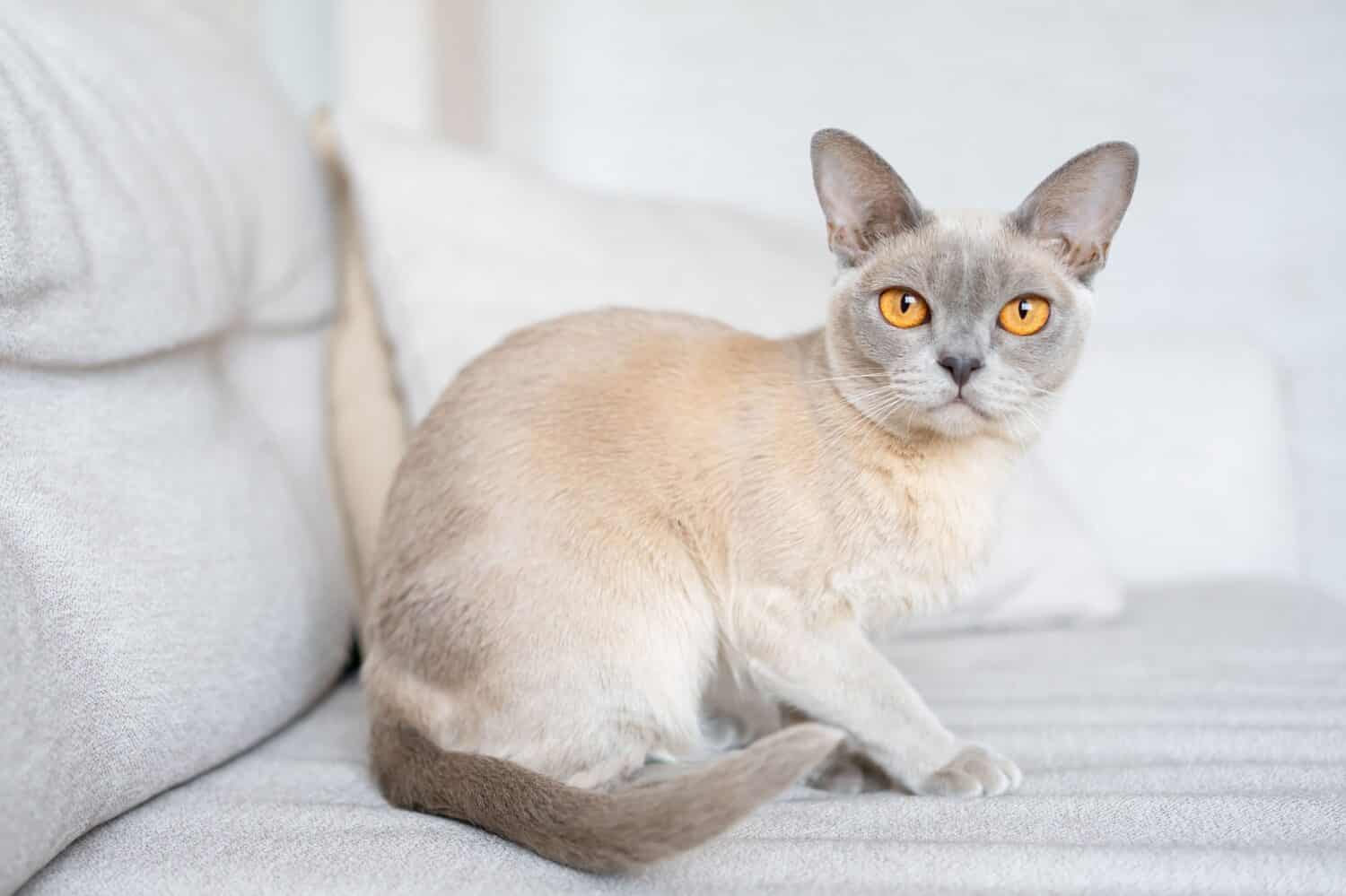 Lilac Burmese cat sitting on sofa.