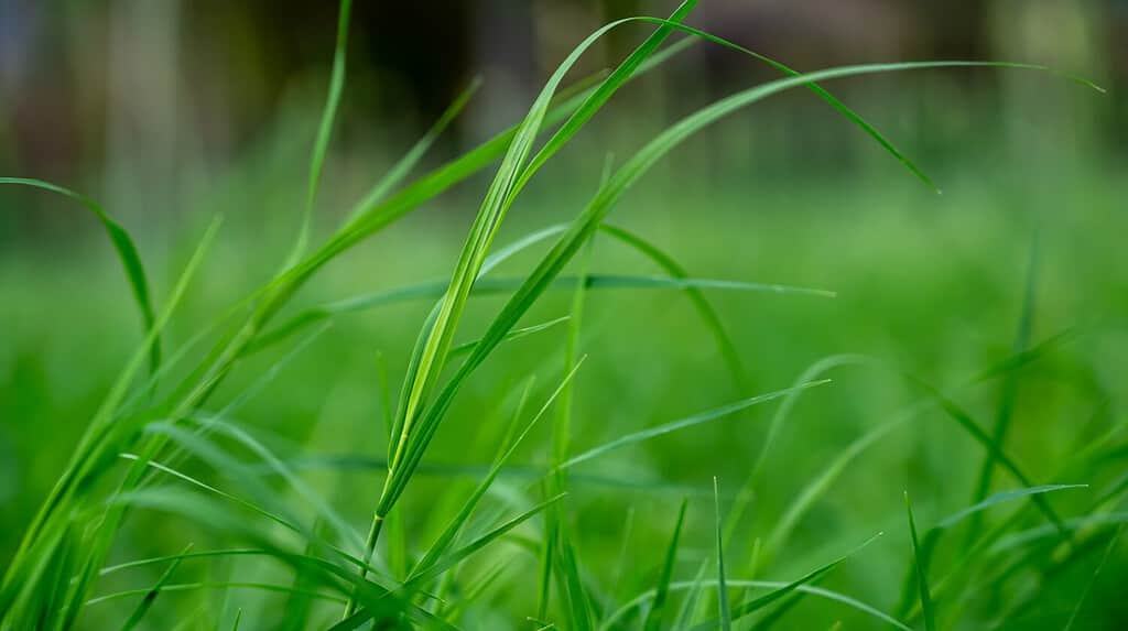 Cynodon dactylon, known as Bermuda grass, Indian doab, arugampul, wiregrass and scutch grass, is a grass found worldwide.