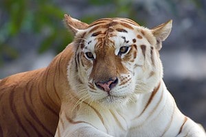 Discover the Top 6+ Rarest Tiger Species on the Planet Picture