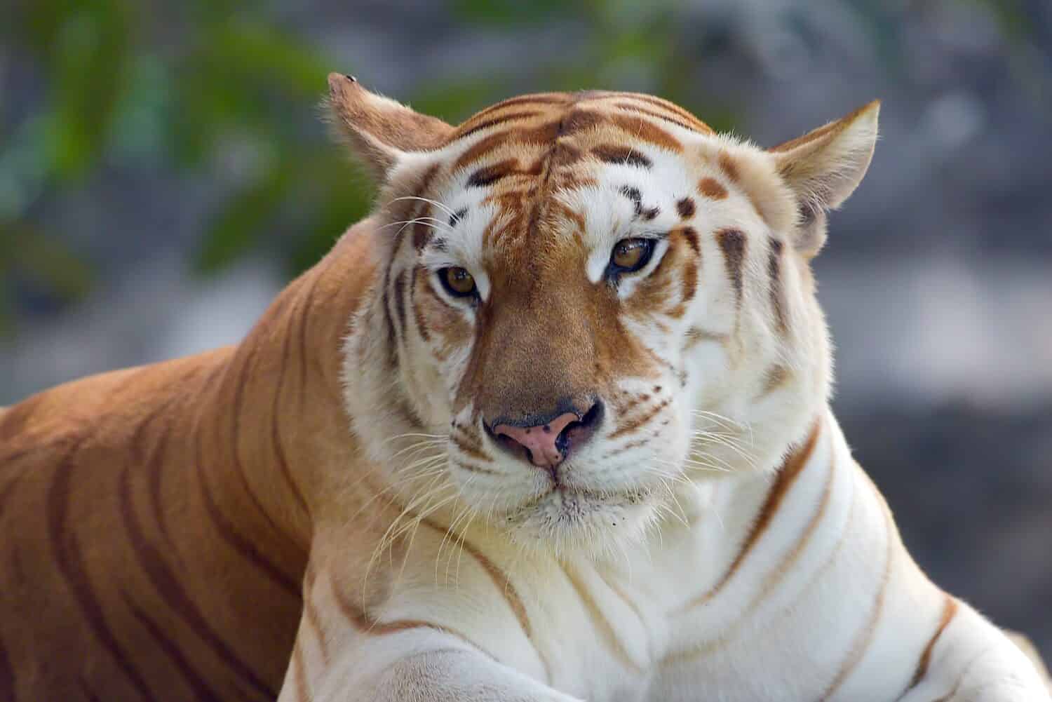 Rare golden tiger in their environment